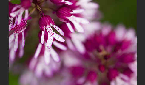 Helm-Knabenkraut x Purpur-Knabenkraut (Orchis x hybrida)