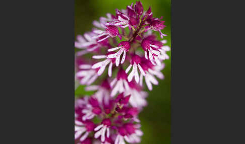 Helm-Knabenkraut x Purpur-Knabenkraut (Orchis x hybrida)