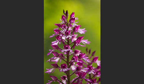 Helm-Knabenkraut x Purpur-Knabenkraut (Orchis x hybrida)