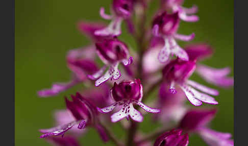 Helm-Knabenkraut x Purpur-Knabenkraut (Orchis x hybrida)