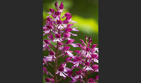 Helm-Knabenkraut x Purpur-Knabenkraut (Orchis x hybrida)