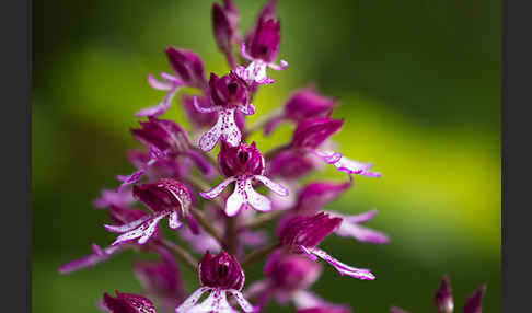 Helm-Knabenkraut x Purpur-Knabenkraut (Orchis x hybrida)