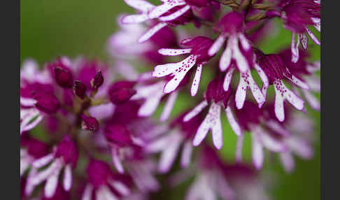 Helm-Knabenkraut x Purpur-Knabenkraut (Orchis x hybrida)