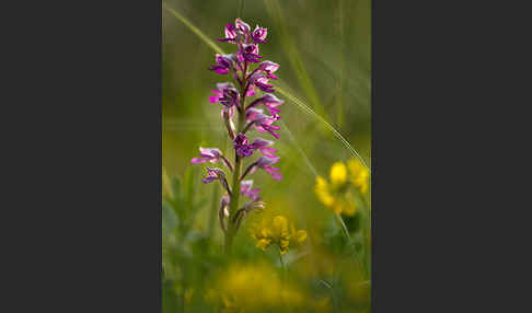 Helm-Knabenkraut (Orchis militaris)