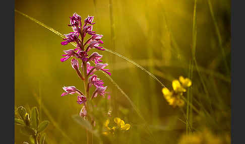 Helm-Knabenkraut (Orchis militaris)