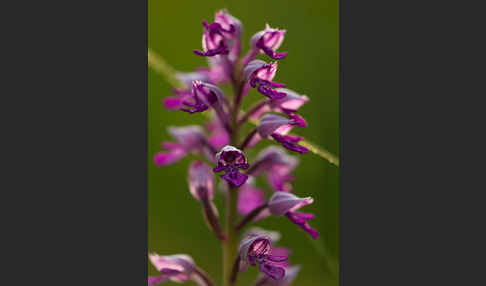 Helm-Knabenkraut (Orchis militaris)