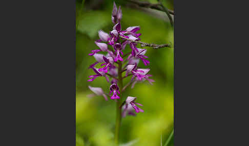 Helm-Knabenkraut (Orchis militaris)