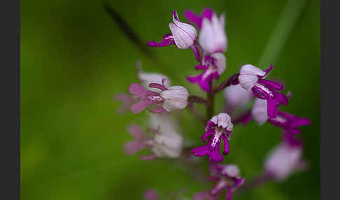 Helm-Knabenkraut (Orchis militaris)