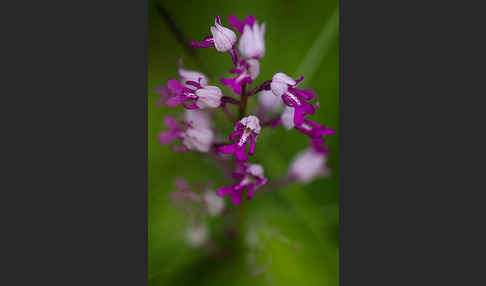 Helm-Knabenkraut (Orchis militaris)