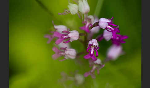 Helm-Knabenkraut (Orchis militaris)