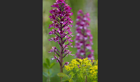 Helm-Knabenkraut x Purpur-Knabenkraut (Orchis x hybrida)