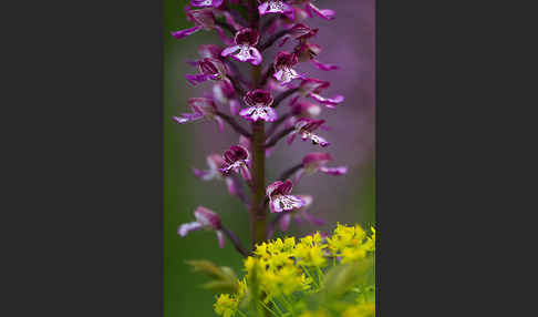 Helm-Knabenkraut x Purpur-Knabenkraut (Orchis x hybrida)