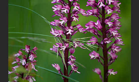 Helm-Knabenkraut x Purpur-Knabenkraut (Orchis x hybrida)