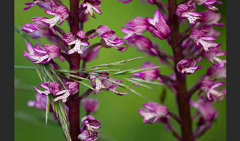 Helm-Knabenkraut x Purpur-Knabenkraut (Orchis x hybrida)