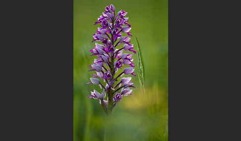 Helm-Knabenkraut (Orchis militaris)