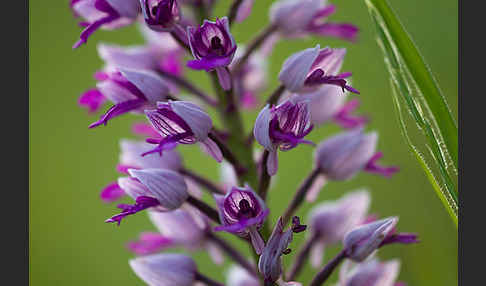 Helm-Knabenkraut (Orchis militaris)