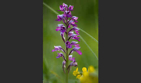 Helm-Knabenkraut (Orchis militaris)