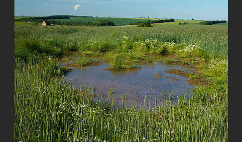 Thüringen (Thuringia)