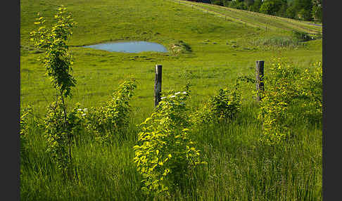 Thüringen (Thuringia)