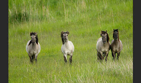 Konik (Equus caballus sspec.)