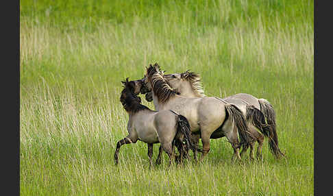 Konik (Equus caballus sspec.)