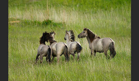 Konik (Equus caballus sspec.)