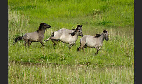 Konik (Equus caballus sspec.)