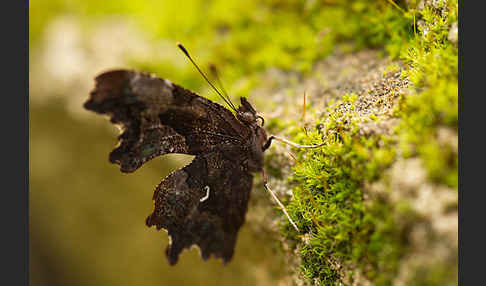 C-Falter (Polygonia c-album)