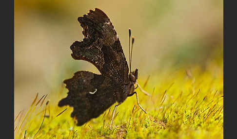 C-Falter (Polygonia c-album)