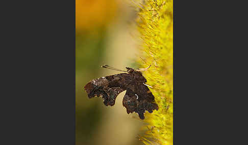 C-Falter (Polygonia c-album)