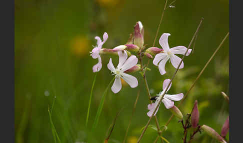 Echtes Seifenkraut (Saponaria officinalis)