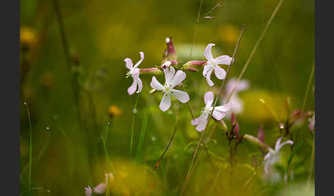 Echtes Seifenkraut (Saponaria officinalis)