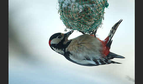 Buntspecht (Dendrocopos major)