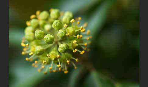 Efeu (Hedera helix)