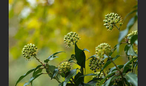 Efeu (Hedera helix)