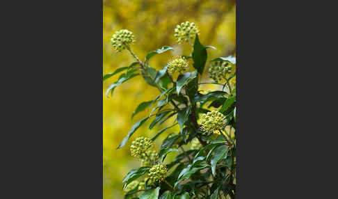 Efeu (Hedera helix)