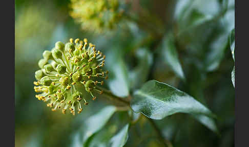 Efeu (Hedera helix)