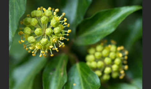 Efeu (Hedera helix)