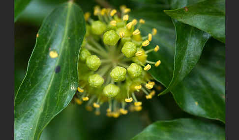 Efeu (Hedera helix)