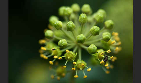 Efeu (Hedera helix)