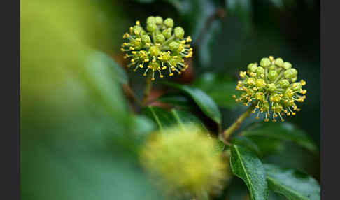 Efeu (Hedera helix)