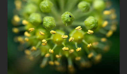 Efeu (Hedera helix)