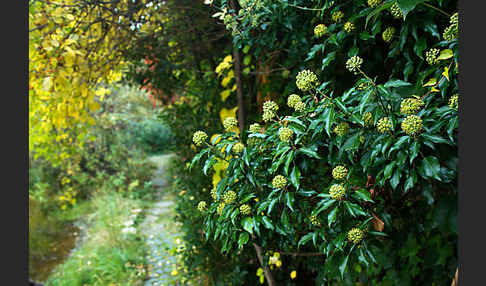 Efeu (Hedera helix)