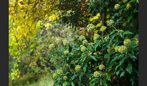 Efeu (Hedera helix)