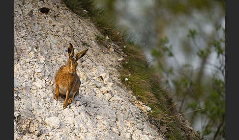 Feldhase (Lepus europaeus)