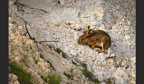 Feldhase (Lepus europaeus)