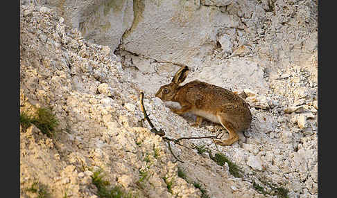 Feldhase (Lepus europaeus)