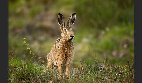 Feldhase (Lepus europaeus)