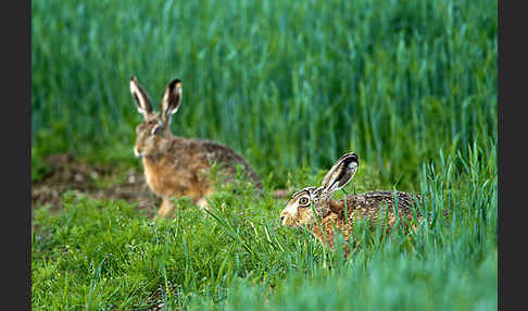 Feldhase (Lepus europaeus)