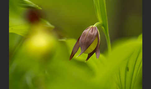 Frauenschuh (Cypripedium calceolus)